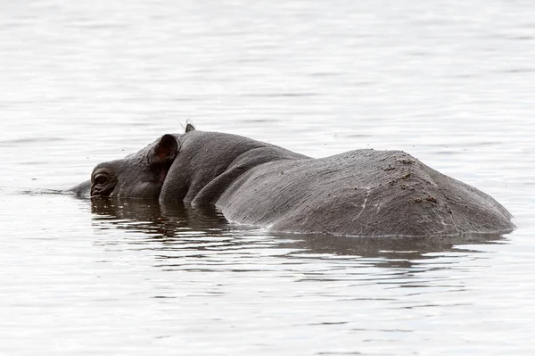 Hippopotame Dans Réserve Naturelle Moremi Delta Rivière Okavango Parc National — Photo