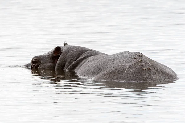 Hippopotamus Moremi Viltreservat Okavango River Delta Nationalpark Botswana — Stockfoto