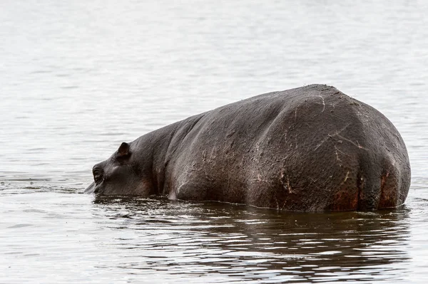 Hippopotamus Moremi Game Reserve Okavango Nehri Deltası Milli Park Botsvana — Stok fotoğraf