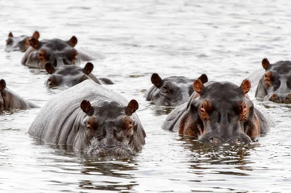 Nombreux Hippopotame Dans Réserve Naturelle Moremi Delta Rivière Okavango Parc — Photo