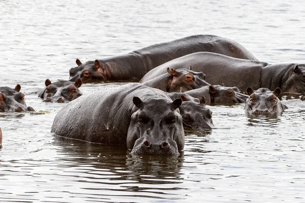 Muitos Hippopótamos Reserva Caça Moremi Delta Rio Okavango Parque Nacional — Fotografia de Stock