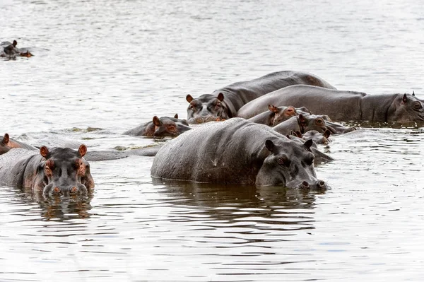 Wiele Hipopotama Moremi Game Reserve Okavango Delta Rzeki Park Narodowy — Zdjęcie stockowe