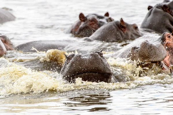 Muitos Hippopótamos Reserva Caça Moremi Delta Rio Okavango Parque Nacional — Fotografia de Stock