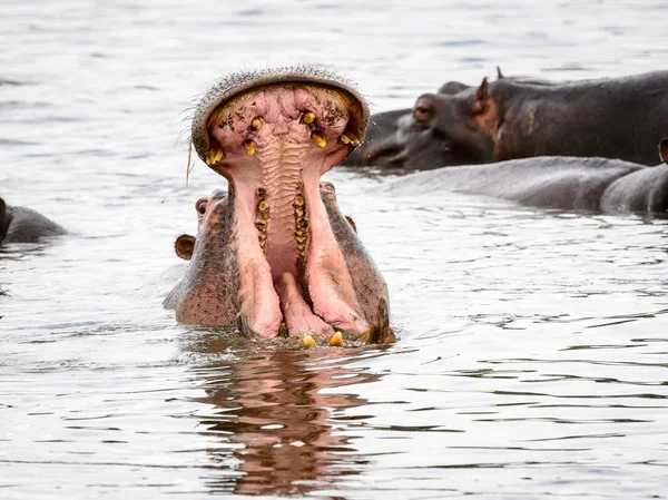 Hippopotame Bouche Ouverte Dans Réserve Chasse Moremi Delta Rivière Okavango — Photo