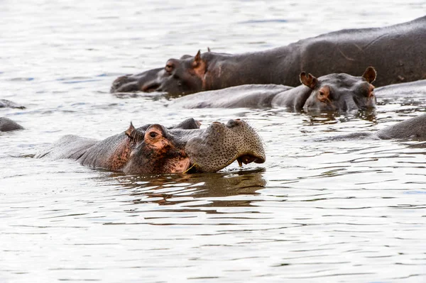 水の中の怖いカバ モレミゲーム保護区 オカバンゴ川デルタ 国立公園 ボツワナ — ストック写真