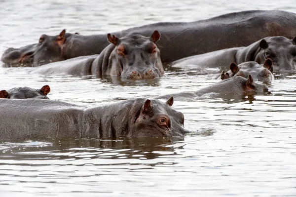 Hippopotame Effrayant Dans Eau Dans Réserve Chasse Moremi Delta Rivière — Photo