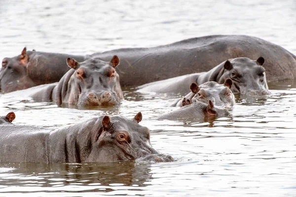 Scary Hippopotamus Agua Reserva Caza Moremi Delta Del Río Okavango —  Fotos de Stock