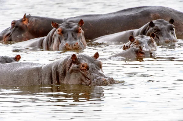 Straszny Hipopotam Wodzie Moremi Game Reserve Okavango River Delta Park — Zdjęcie stockowe