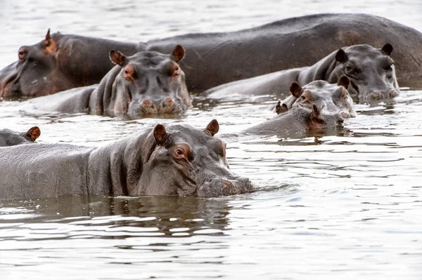 Hipopótamo Assustador Água Reserva Caça Moremi Delta Rio Okavango Parque — Fotografia de Stock