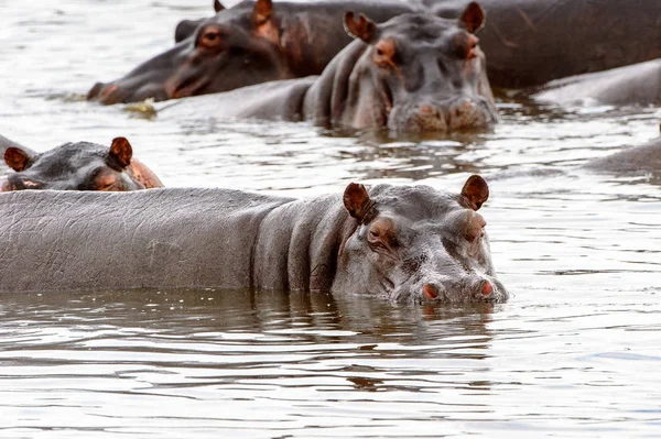 Scary Hippopotamus Agua Reserva Caza Moremi Delta Del Río Okavango —  Fotos de Stock