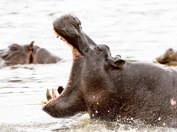 Hippopótamo Com Boca Aberta Reserva Caça Moremi Delta Rio Okavango — Fotografia de Stock