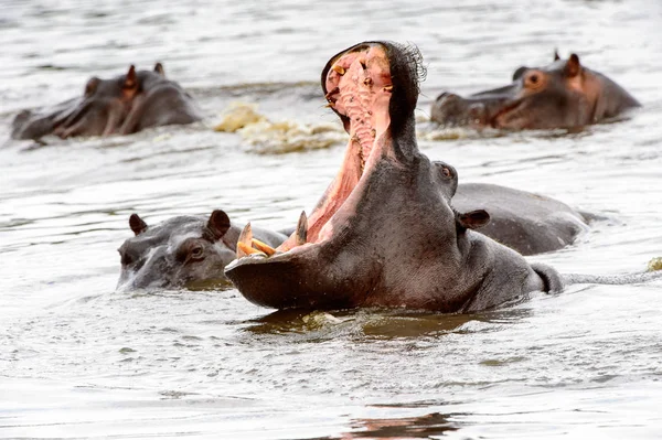 Hippopótamo Com Boca Aberta Reserva Caça Moremi Delta Rio Okavango — Fotografia de Stock