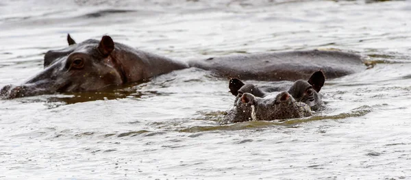 Hippopotamus Moremi Game Reserve Okavango Nehri Deltası Milli Park Botsvana — Stok fotoğraf