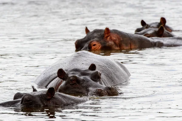 Hipopótamo Reserva Caza Moremi Delta Del Río Okavango Parque Nacional —  Fotos de Stock