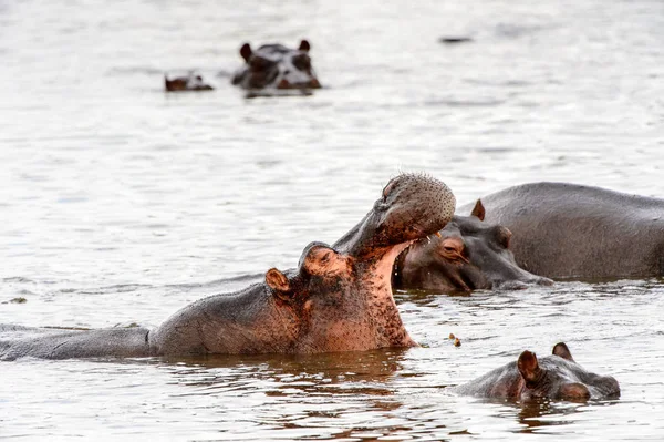 Hipopotam Moremi Game Reserve Okavango Delta Rzeki Park Narodowy Botswana — Zdjęcie stockowe