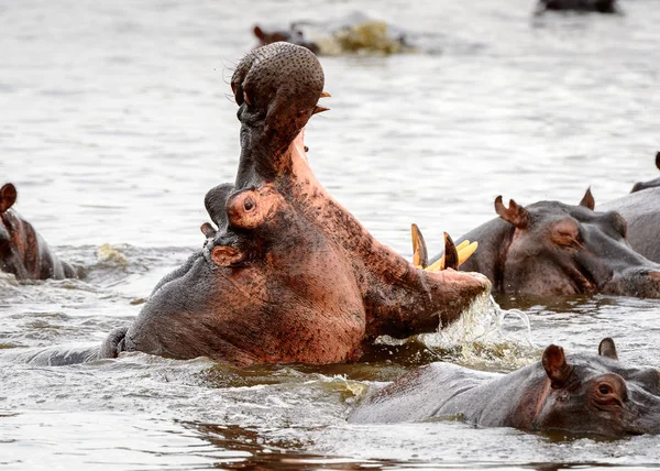 Hipopotam Otwartymi Ustami Rezerwacie Moremi Delta Rzeki Okawango Park Narodowy — Zdjęcie stockowe