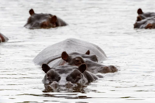 Hippopotamus Moremi Game Reserve Okavango Nehri Deltası Milli Park Botsvana — Stok fotoğraf