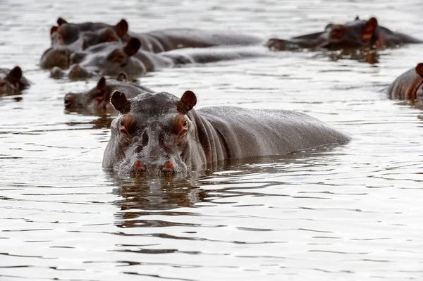 Hipopótamo Reserva Caza Moremi Delta Del Río Okavango Parque Nacional —  Fotos de Stock