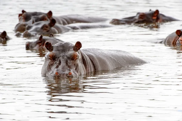 Hippopotamus Het Moremi Game Reserve Okavango River Delta Nationaal Park — Stockfoto