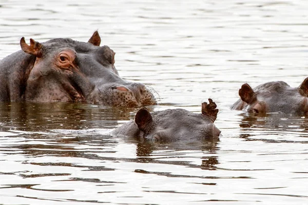 Hipopótamo Reserva Caza Moremi Delta Del Río Okavango Parque Nacional —  Fotos de Stock