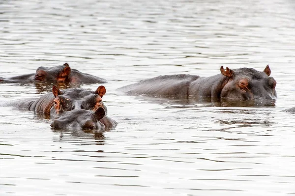 Hippopotamus Moremi Game Reserve Okavango Nehri Deltası Milli Park Botsvana — Stok fotoğraf