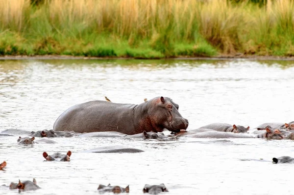 Hipopotam Moremi Game Reserve Okavango Delta Rzeki Park Narodowy Botswana — Zdjęcie stockowe