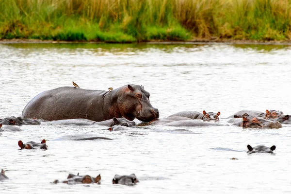 Víziló Moremi Game Reserve Okavango Folyó Delta Nemzeti Park Botswana — Stock Fotó