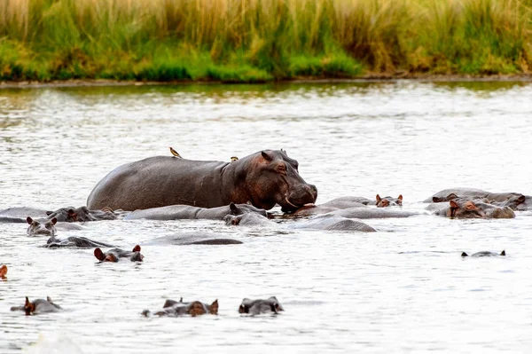 Hippopotame Dans Réserve Naturelle Moremi Delta Rivière Okavango Parc National — Photo