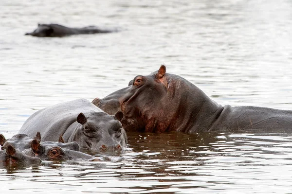 Hipopótamo Reserva Caza Moremi Delta Del Río Okavango Parque Nacional —  Fotos de Stock