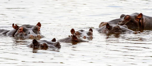 Ιπποπόταμος Στο Καταφύγιο Παιχνιδιών Μορέμι Δέλτα Ποταμού Οκαβάνγκο Εθνικό Πάρκο — Φωτογραφία Αρχείου