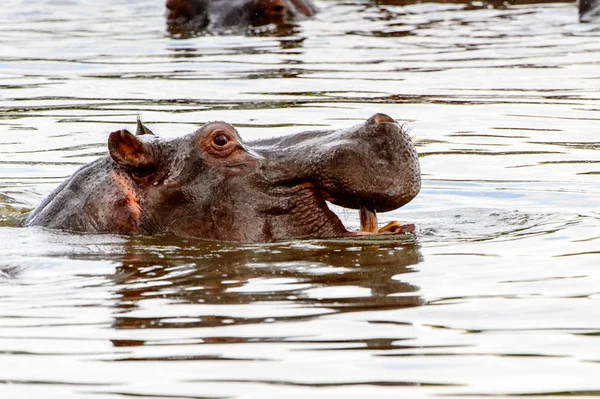 Hipopótamo Reserva Caça Moremi Delta Rio Okavango Parque Nacional Botsuana — Fotografia de Stock