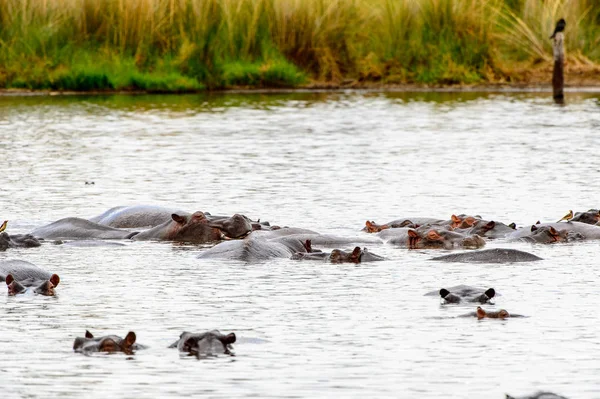 Hippopotamus Rezervaci Moremi Okavango River Delta Národní Park Botswana — Stock fotografie