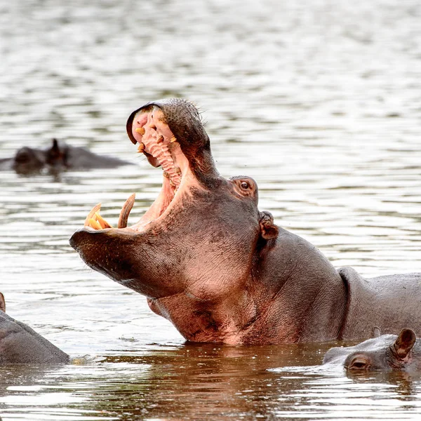 Hippopótamo Com Boca Aberta Reserva Caça Moremi Delta Rio Okavango — Fotografia de Stock