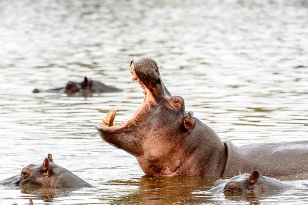 モレミ ゲーム リザーブ オカバンゴ川 国立公園 ボツワナで口を開けてカバ — ストック写真