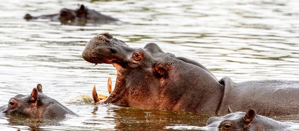 Hipopótamo Reserva Caça Moremi Delta Rio Okavango Parque Nacional Botsuana — Fotografia de Stock