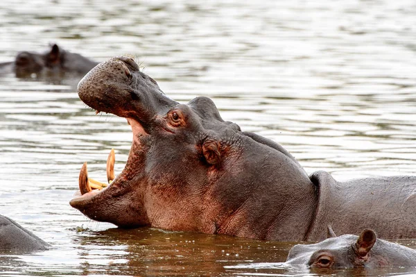 Hippopotame Dans Réserve Naturelle Moremi Delta Rivière Okavango Parc National — Photo