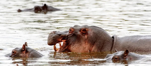 Hippopotamus Moremen Suojelualueella Okavango River Delta Kansallispuisto Botswana — kuvapankkivalokuva