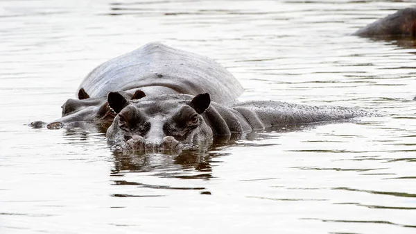 Hipopotam Moremi Game Reserve Okavango Delta Rzeki Park Narodowy Botswana — Zdjęcie stockowe