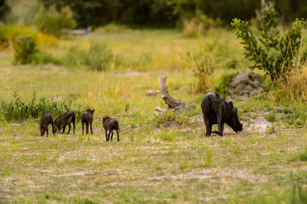 Wildschweine Moremi Wildreservat Okavango Delta Nationalpark Botswana — Stockfoto