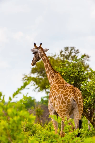 Jirafa Reserva Caza Moremi Delta Del Río Okavango Parque Nacional —  Fotos de Stock