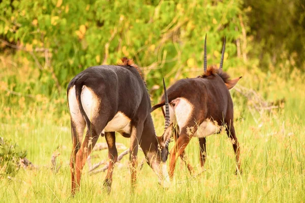 Promenades Antilopes Sur Herbe Dans Réserve Chasse Moremi Delta Rivière — Photo