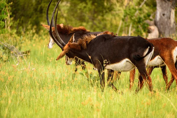羚羊在莫里米野生动物保护区 奥卡万戈河三角洲 的草地上散步 博茨瓦纳国家公园 — 图库照片