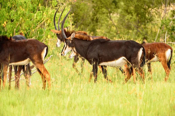 Antilopa Chodí Trávu Moremi Game Rezervaci Okavango River Delta Národní — Stock fotografie