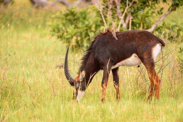 Antelope walks on the grass in the Moremi Game Reserve (Okavango River Delta), National Park, Botswana