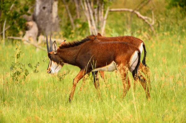 Antelope Spacery Trawie Moremi Game Reserve Okavango Delta Rzeki Park — Zdjęcie stockowe