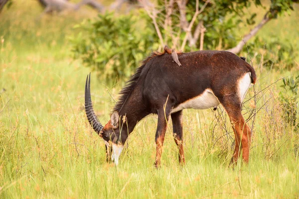 Antilop Går Gräset Moremi Game Reserve Okavango River Delta National — Stockfoto