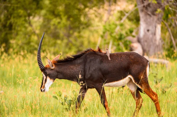 アンテロープはモレミゲームリザーブ オカバンゴ川デルタ 国立公園 ボツワナの芝生の上を歩きます — ストック写真