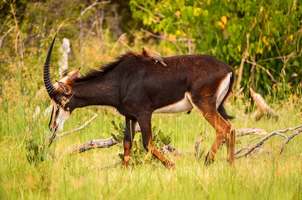 Antelope Wandelingen Het Gras Het Moremi Game Reserve Okavango River — Stockfoto