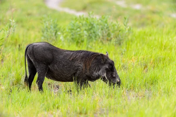 Sanglier Mange Herbe Dans Réserve Chasse Moremi Delta Rivière Okavango — Photo