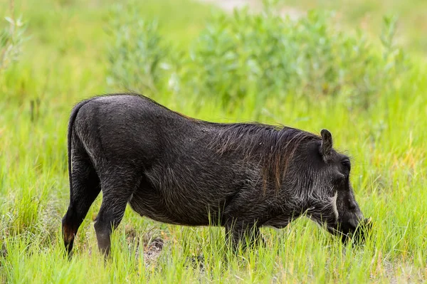 Vaddisznó Eszik Moremi Game Reserve Okavango Folyó Delta Nemzeti Park — Stock Fotó